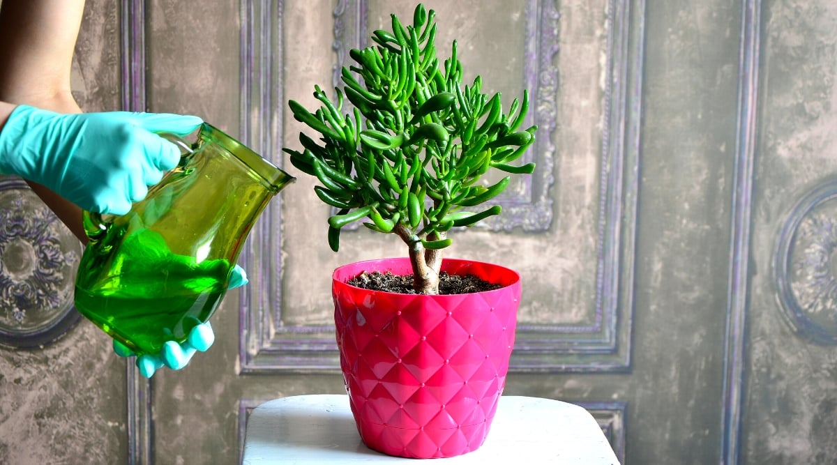 Close-up of a woman's hands holding a green pitcher filled with liquid succulent fertilizer about to fertilize a potted plant Crassula ovata 'Gollum'. A plant in a bright pink decorative pot on a white table. Crassula ovata 'Gollum' has thick, fleshy, glossy, bright green leaves. The leaves are slightly elongated, resembling elongated tubular fingers or suckers.