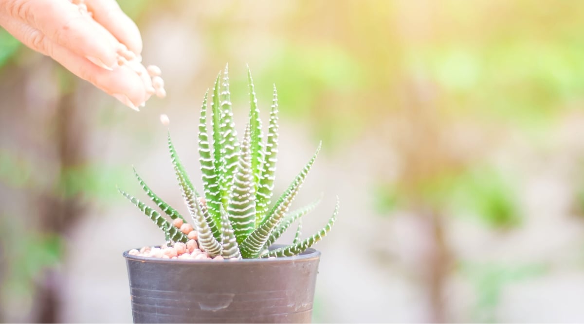 Close-up of a woman's hand pouring granular fertilizer to a haworthia succulent plant against a blurred background. The haworthia plant grows in a small gray pot. Haworthia has rosette-like clusters of fleshy leaves that often have interesting textures and patterns. The leaves have white horizontal markings. The leaves are thick, fleshy, elongated, with pointed tips.