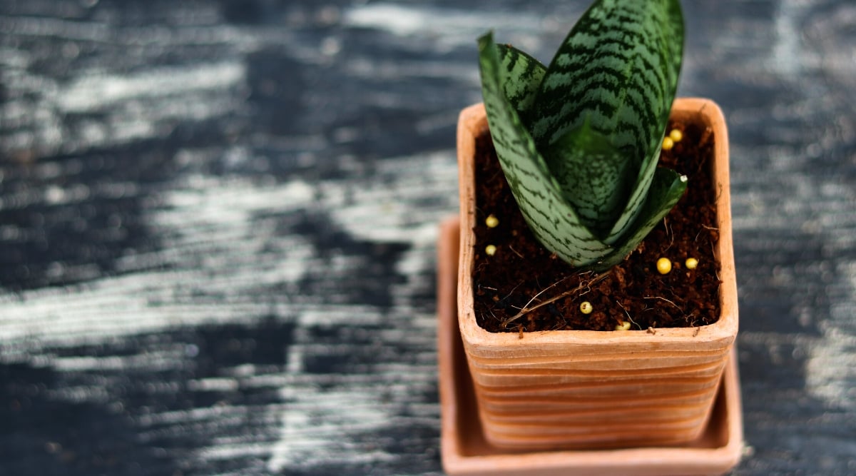 Close-up of potted succulent plant Sansevieria trifasciata with granular fertilizers. A plant in a beautiful square clay pot, on a gray-white surface. Sansevieria trifasciata has erect, elongated, sword-shaped dark green leaves with light gray-green horizontal stripes. They are thick, fleshy and grow in the form of a rosette.