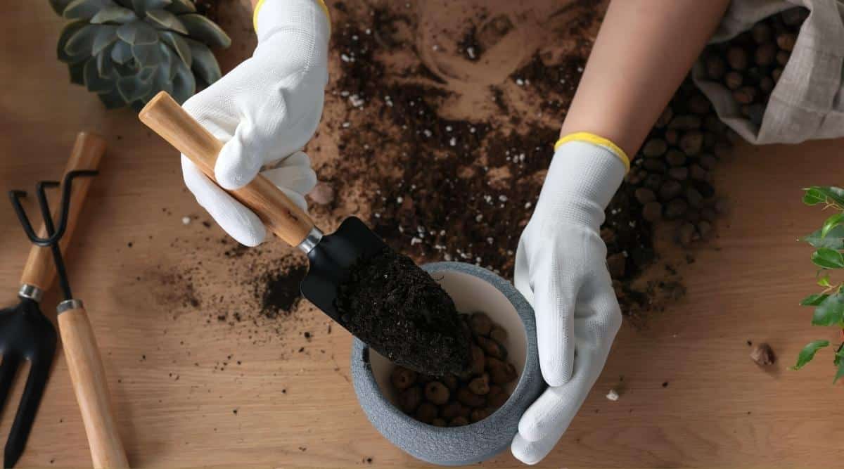 woman filling flowerpot with soil