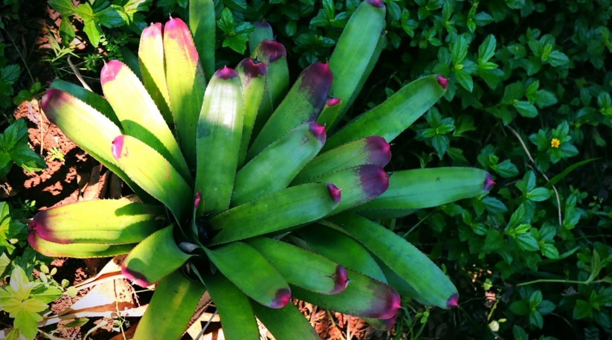 Fingernail Bromeliad