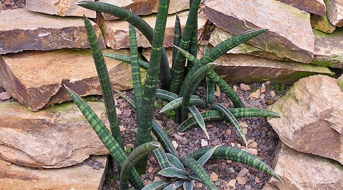 Dracaena Fischeri