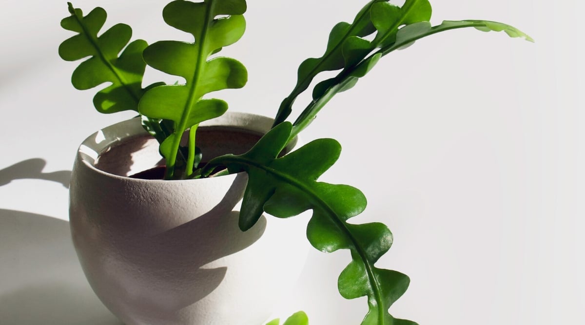 Close-up of a young Fishbone Cactus succulent in a white decorative pot. The plant has dark green long zigzag wavy leaves.