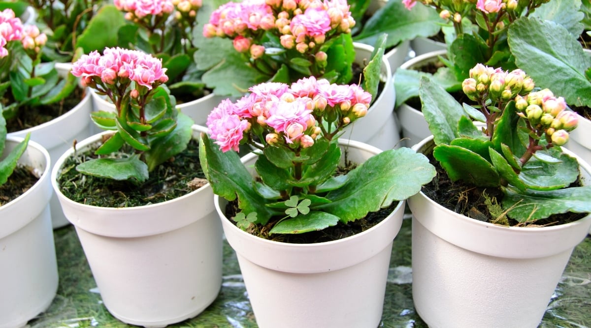 Close-up of Flaming Katy flowering plants in beige flower pots.