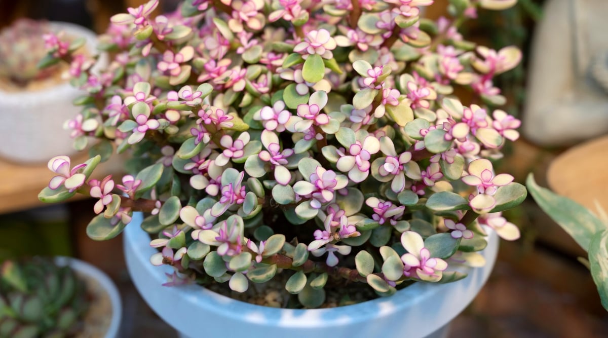 Close-up of a flowering Elephant bush with star-shaped pink-purple flowers