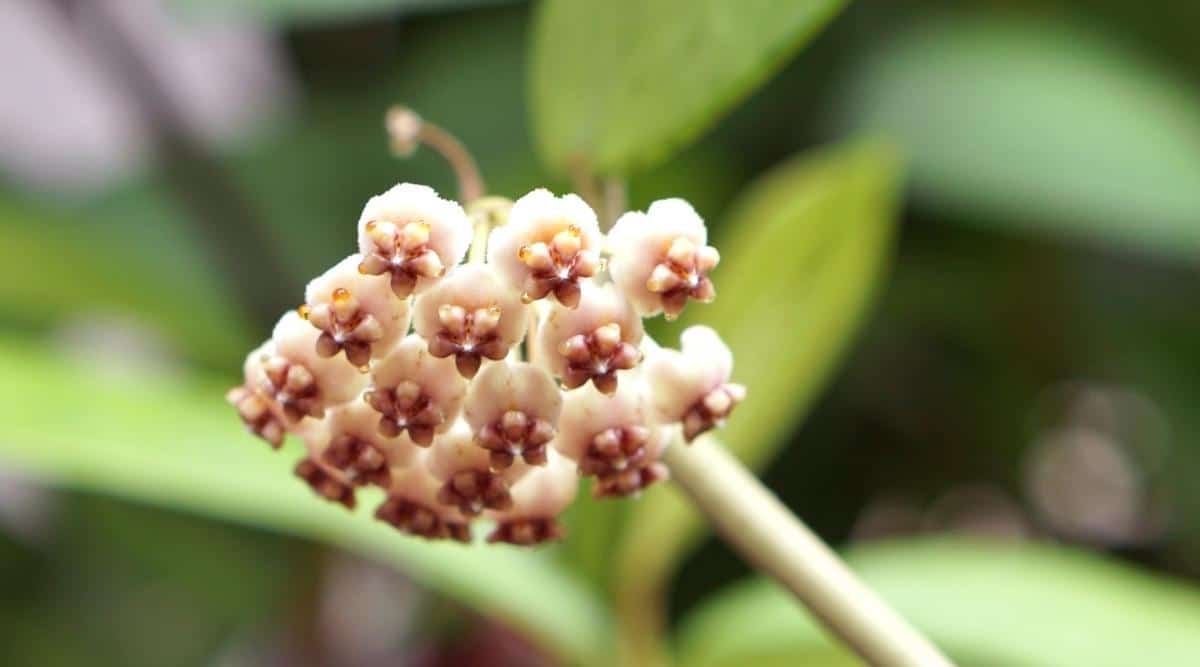 Flowering Hoya kerrii