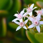 flowering-jade-plant-blooming-after-growing-outdoors