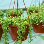 flowering-string-of-pearls