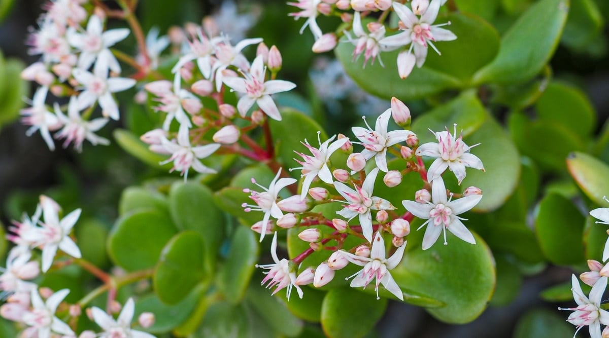 Flowering succulent is growing outdoors with white blooms. The plant is green and healthy, and producing many clusters of beautiful blooms.