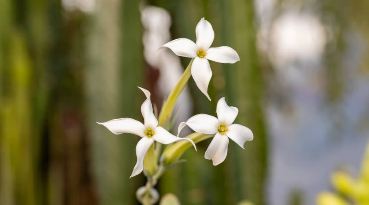 Close up of three tiny flowers. Each of the flowers has four petals that form the shape of a star with four tiny yellow stamen coming from the center. The stems are light green in color and meet toward a central stem. The background is very blurry with tall green plants growing against the s