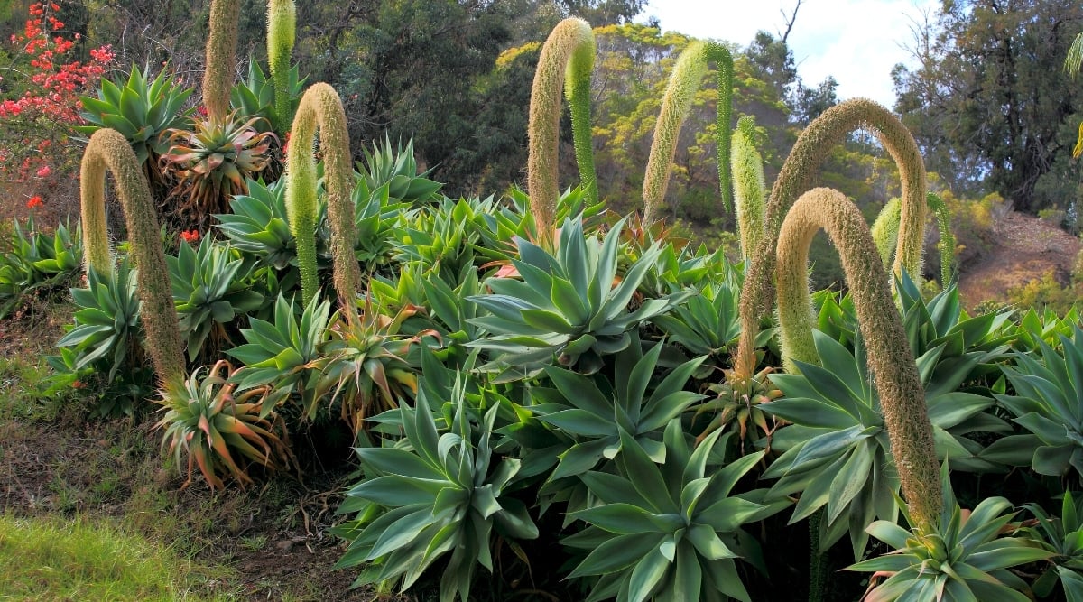 The close-up of many flowering plants Fox Tail Agave in the tropical succulent garden. The plant presents an attractive socket of long, pointed, fleshy, pale green leaves that slightly bend when opened. It also features a large, high, long flower stem with small greenish-yellow flowers.