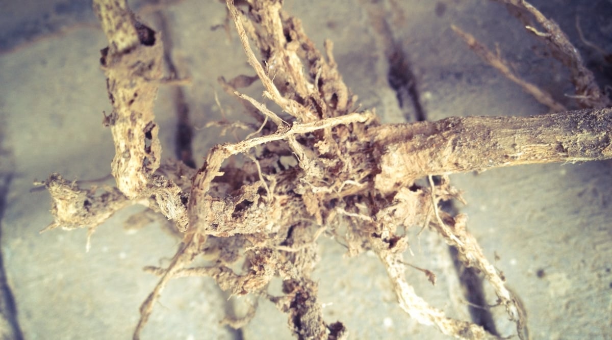 Close up of roots that are rotting. The roots are light brown in color with many holes in them. It rests on a concrete surface that is blurry.