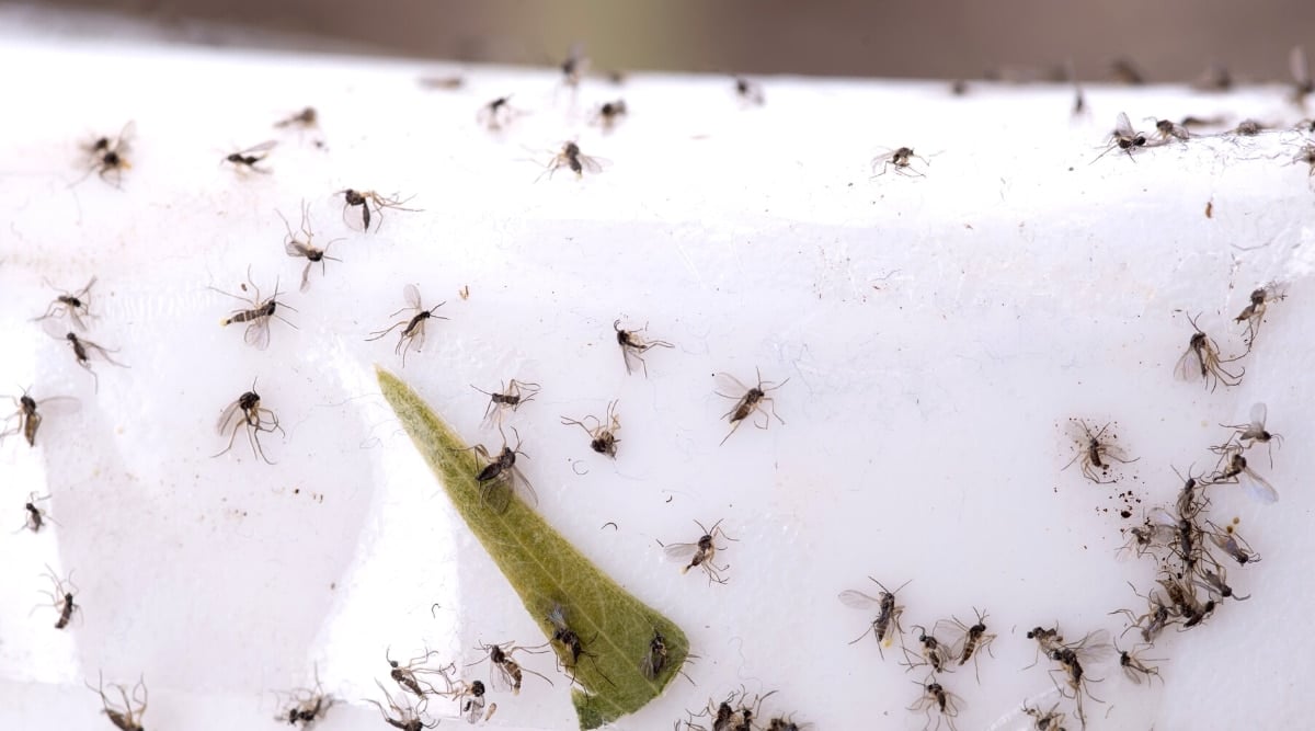 Fungus gnats caught on a sticky trap