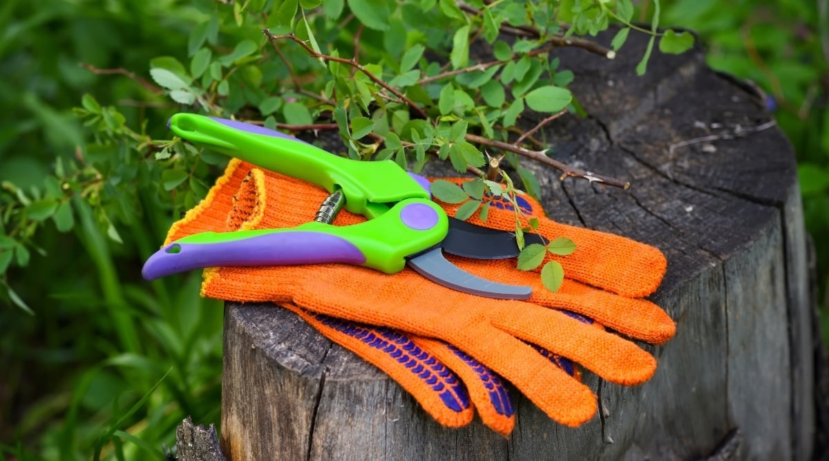 Vibrant orange gardening gloves rest atop a vertical log. Just above them, a pair of green pruners with purple accents sitting gracefully are ready for action. Lush green leaves surround the tools, creating a natural and colorful scene.