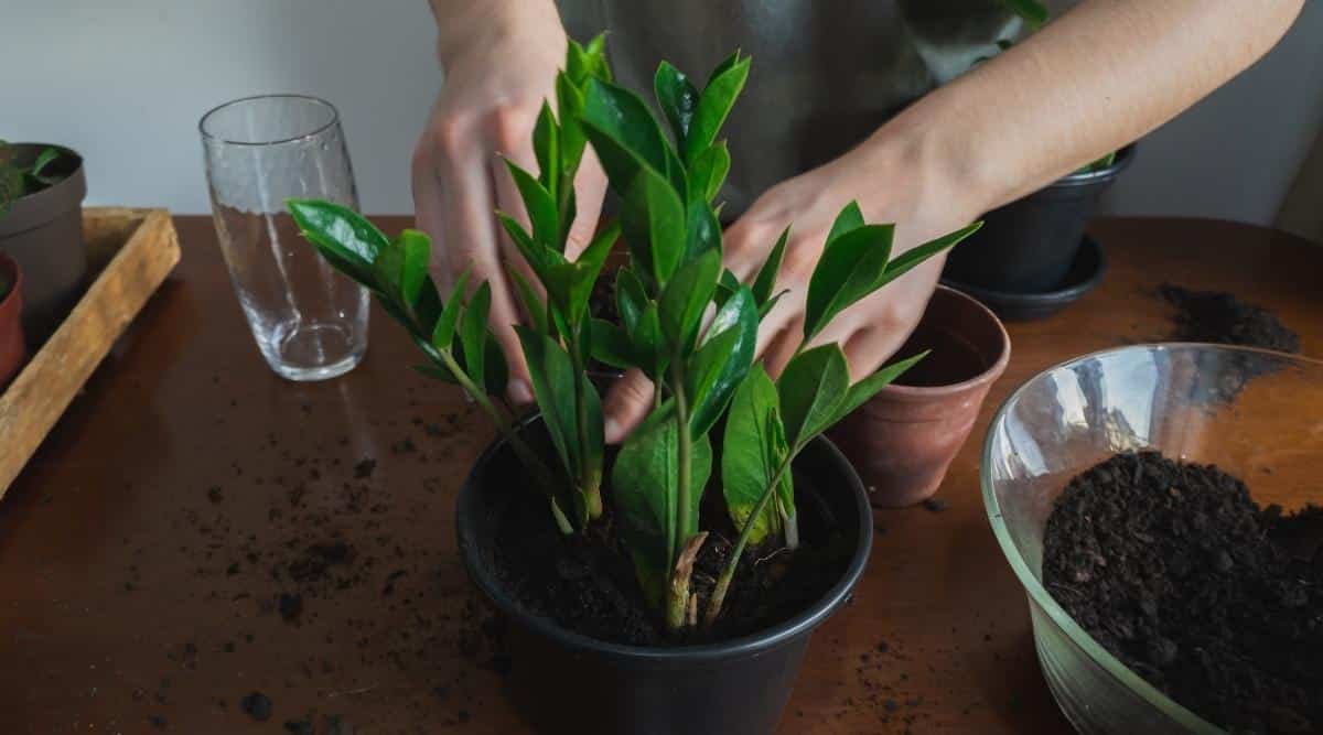 Zamioculcas zamiifolia plant growing in a black pot with a gardener's hands touching the plant. Next to the plant, there is a glass bowl of soil, a clay pot, and a water glass that is empty.