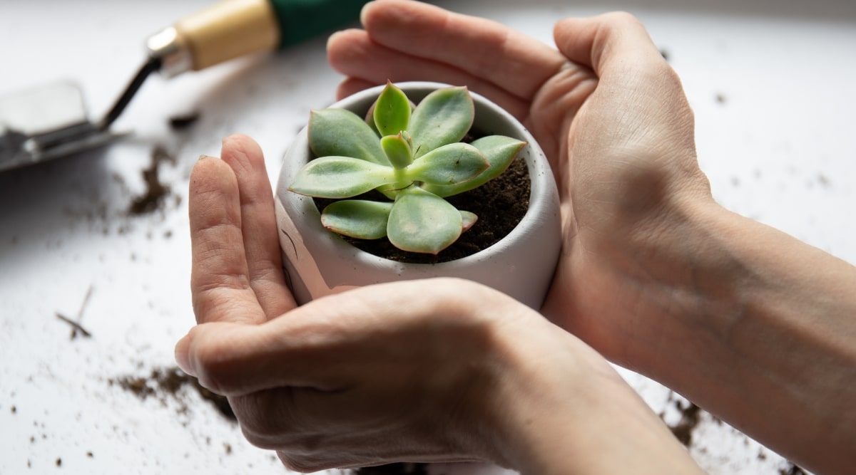 Gardener Lifting up Succulent pot with her hands. In the small pot, there is a small green succulent with tender leaves. On the table where the pot rests, there is a used garden trowel in the background.