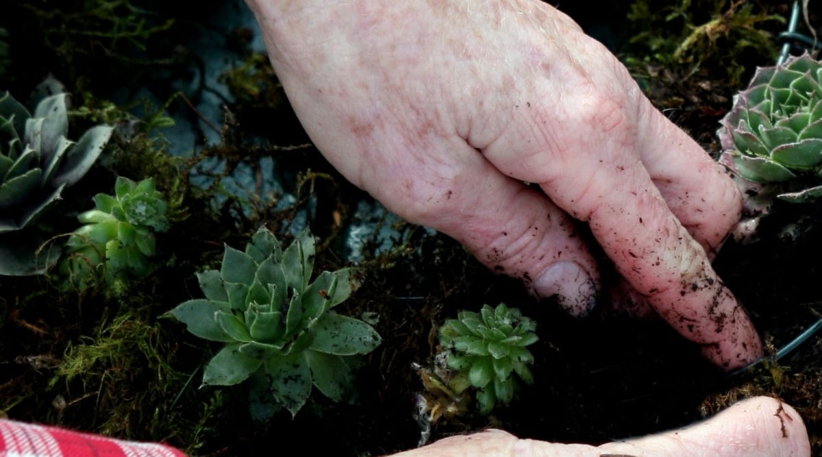 Gardener using a finger test to examine soil moisture in pot of plants. There are several small succulents growing in a pot, and the gardener is putting her finger in the soil.