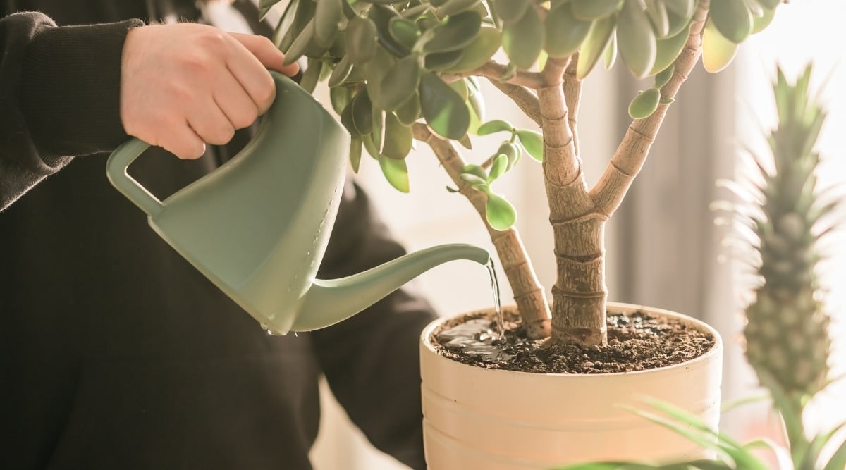 Gardener watering a plant at the base of the plant with a green plastic watering can. The plant owner is watering at the base of the plant.