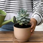 gardener-watering-a-succulent-plant-sitting-on-a-table