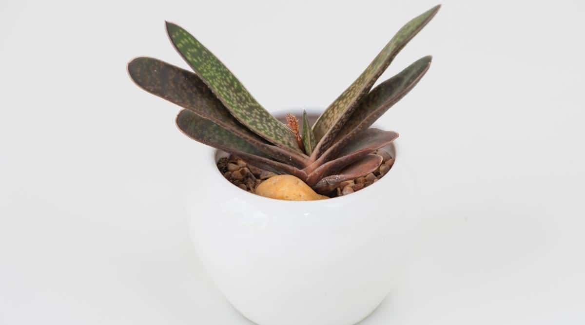 Gasteria spp