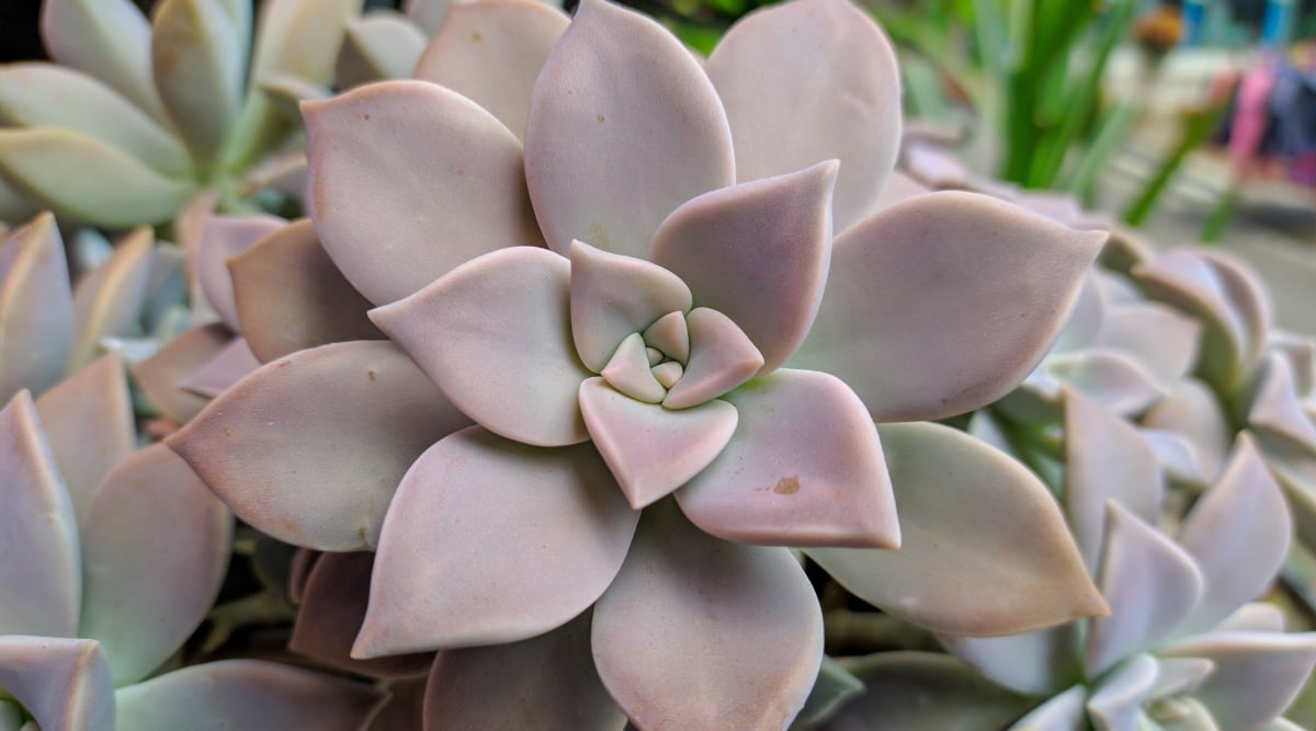 This close-up captures the otherworldly beauty of a ghost plant. The plant's leaves are arranged in a perfect rosette, their plumpness emphasized by the soft focus. Their powdery coating gives them a ghostly shimmer, while their muted lavender-gray color adds to the ethereal effect.