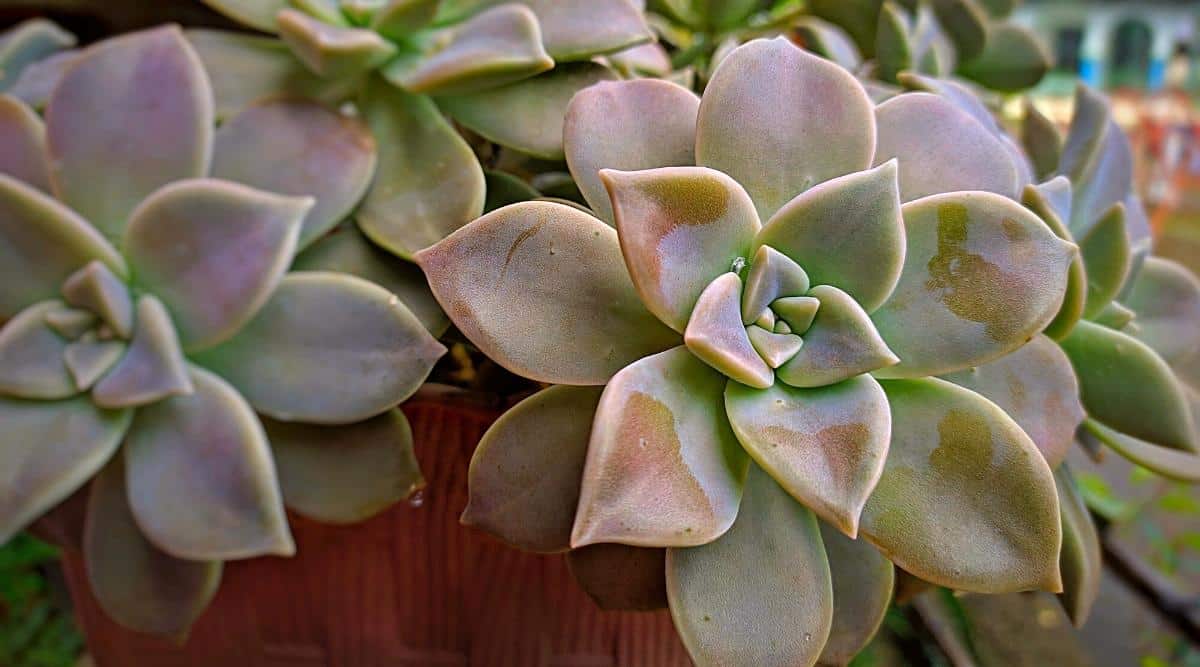 Mother of Pearl Succulent growing in pot With Water Droplets on Foliage