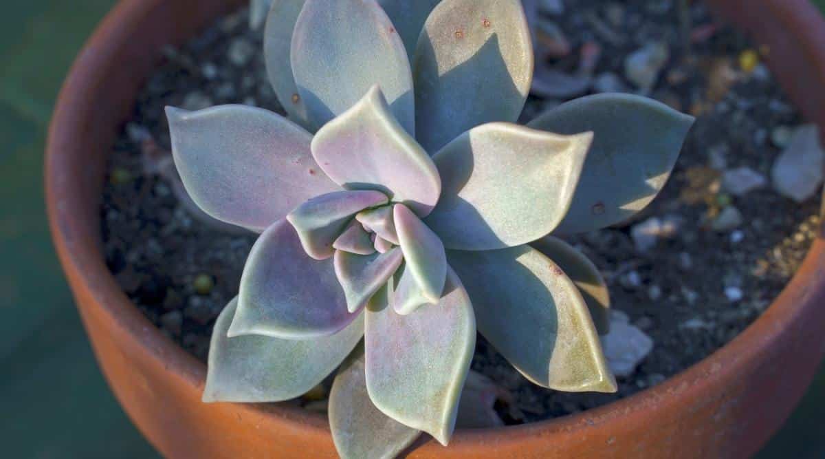 Ghost Plant in Sunlight