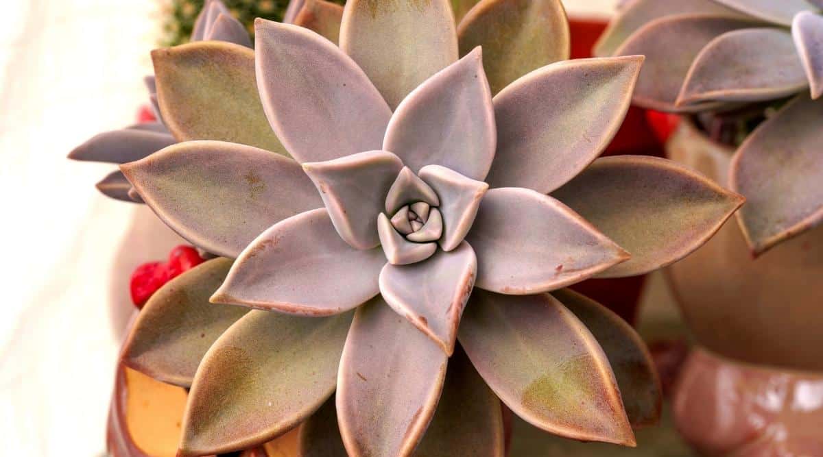 Pink Mother of Pearl Succulent in flower pot