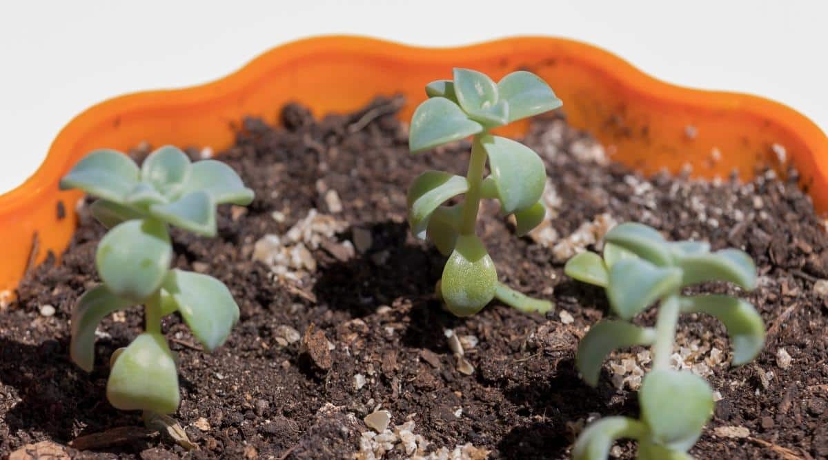 Succulents propagating by stem cuttings