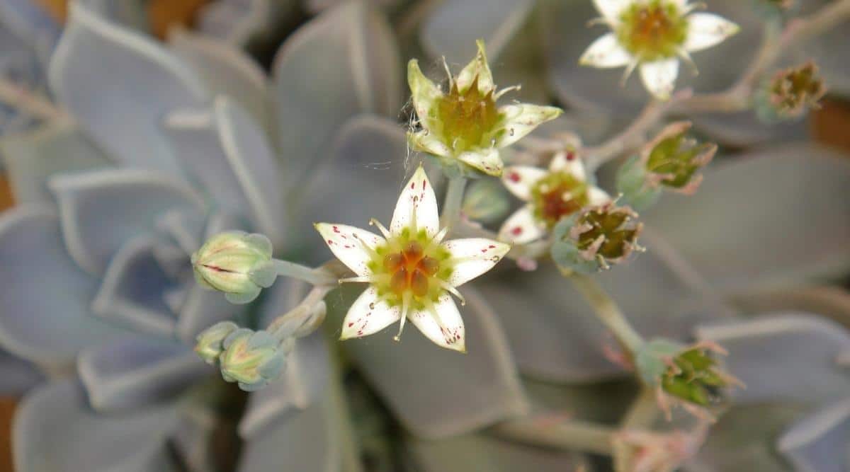 Ghost Plant With Small Flowers