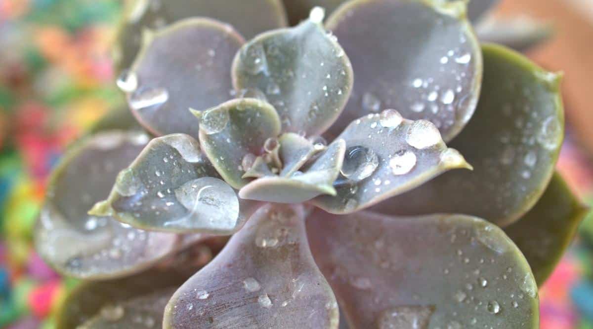 Ghost Plant with Water Droplets