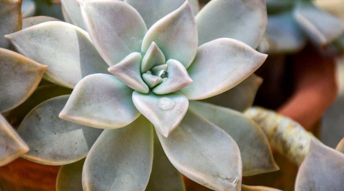 Mother of Pearl Plant With Thick Leaves