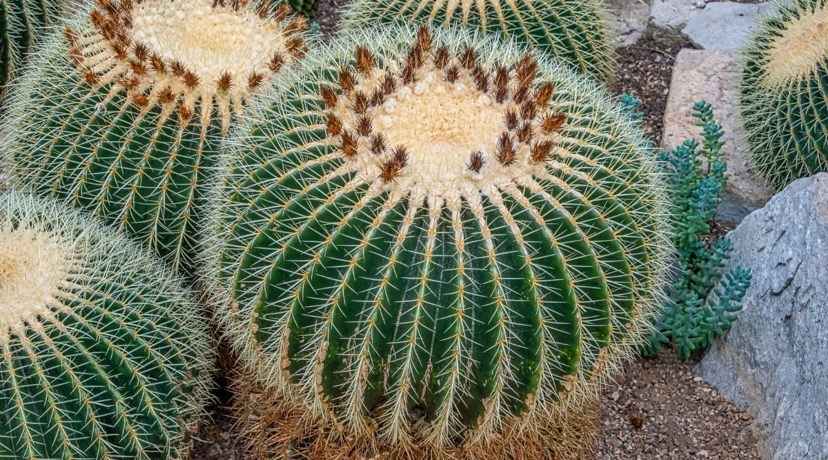 Round and bulbous Echinocactus plants with green bodies covered in sharp, yellow spines, accompanied by a small green plant and a large gray rock.