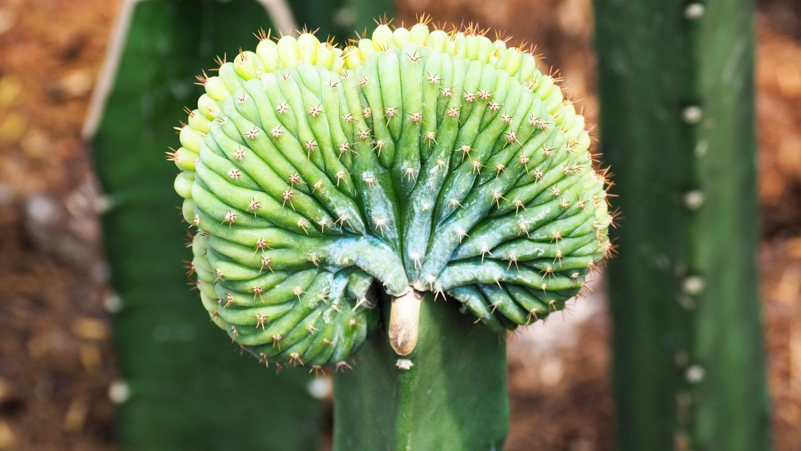 Close up of a large, fan like, succulent flower with thick, textured ridges in it and a light green color. The section has been grafted into a larger stem of another succulent plant.