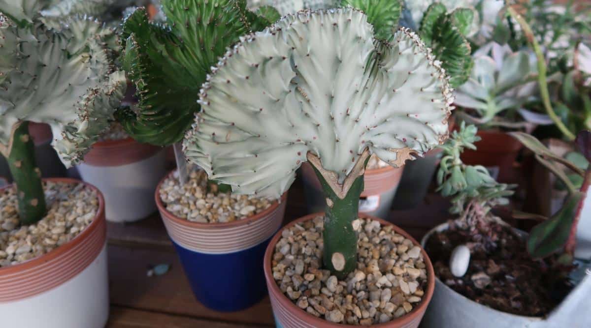 Close up of several grafted succulent plants growing in small round ceramic pots on a wooden surface. Each plant has gravel on top of the soil. Each of these plants has a fan shaped crest growing at the top with a thick sturdy leafless stem supporting it. Several of the crests are green, but the center plant and one to the left are very pale green, almost white, in color with a wrinkled and slightly spiked texture.