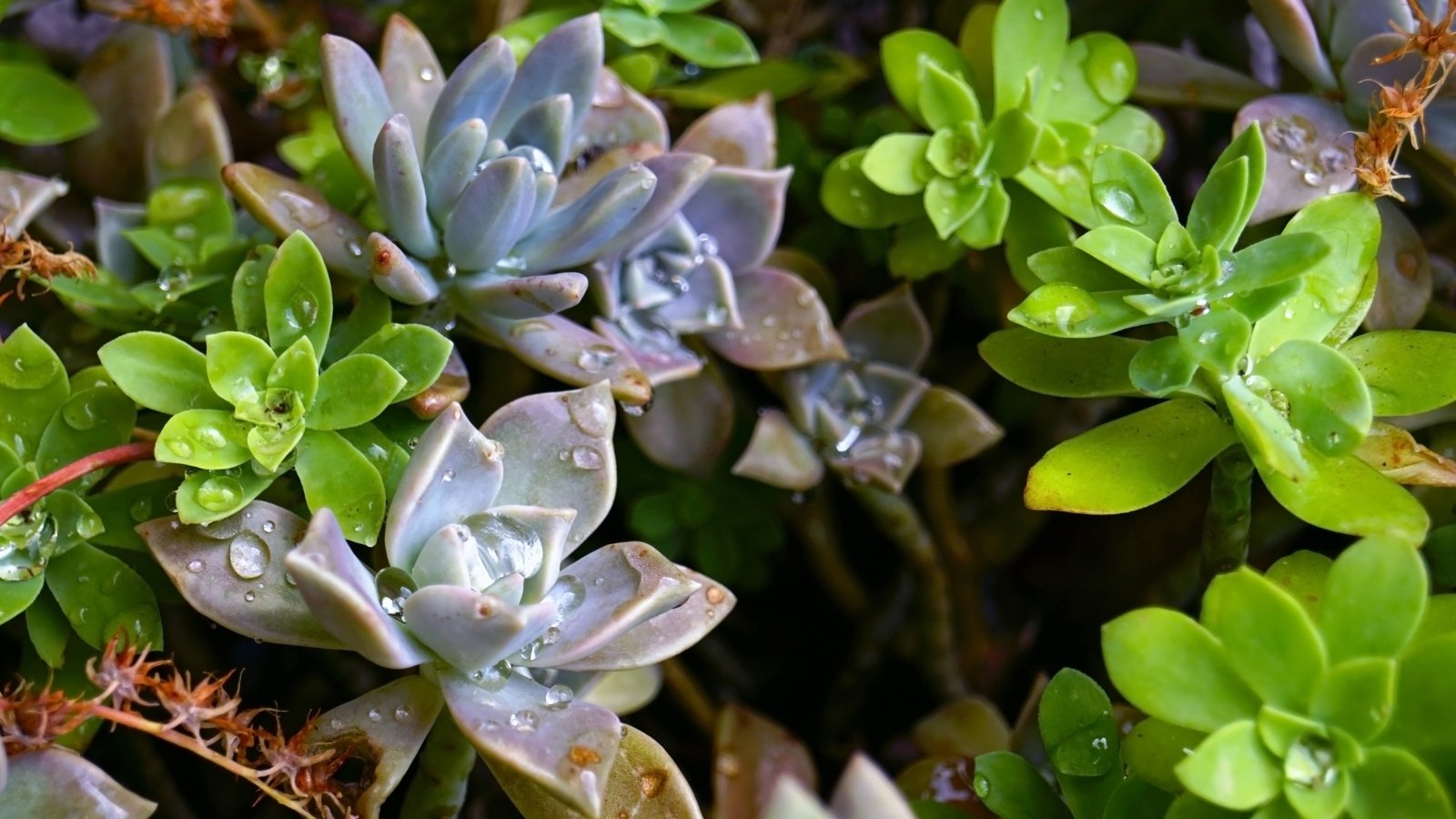 Close up of bright green plants mixed in with a lighter green plant that has much thicker leaves. Each plant has a rosette like shape and has tiny drops of water on their leaves.