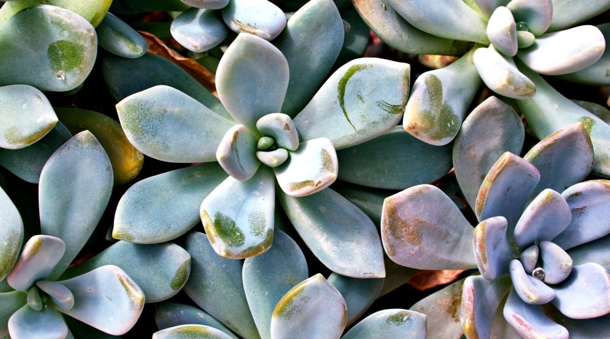 Close-up of Graptopetalum ‘Purple Haze’ with pale purple rosette leaves, intensifying in color.