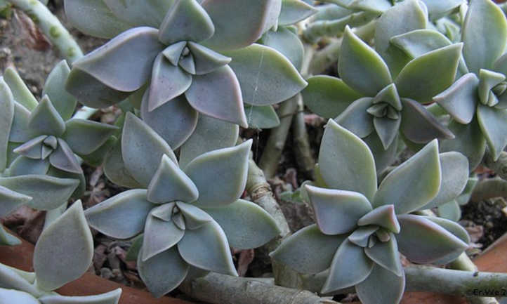 Graptopetalum paraguayense