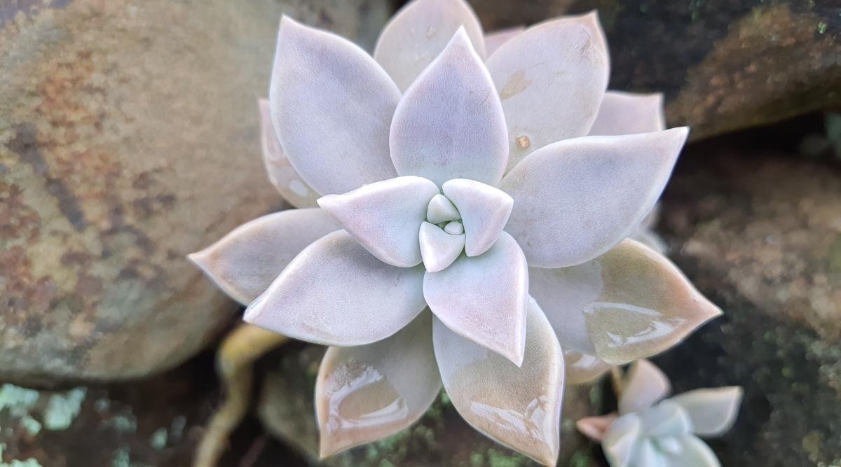 Light Gray Graptopetalum paraguayense With Water Droplets