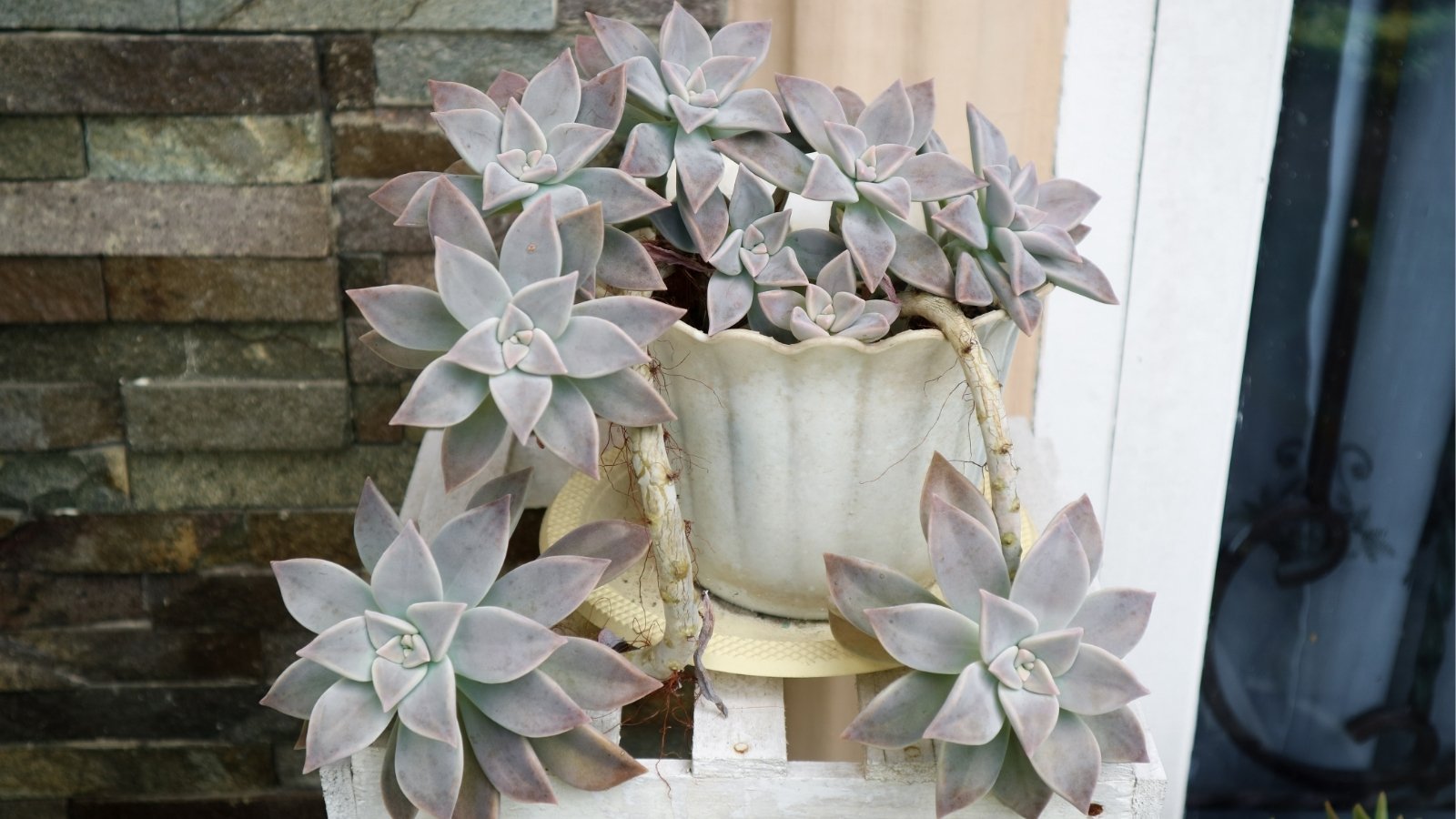 White planter sitting on a white stool, with a light greenish-white plant growing over the sides of the planter. The plant has large rosette shaped leaves that are plump and pointed.