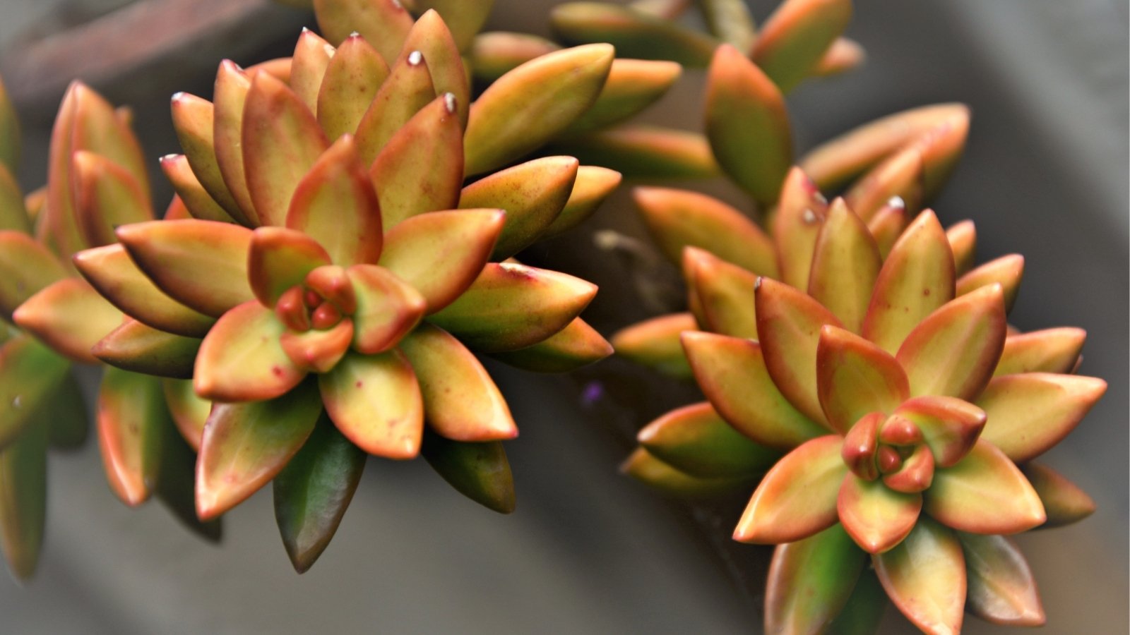 Close up of a plump, clusters of leaves in a rosette formation. Each leaf has an orange and yellow colors with a hint of green.