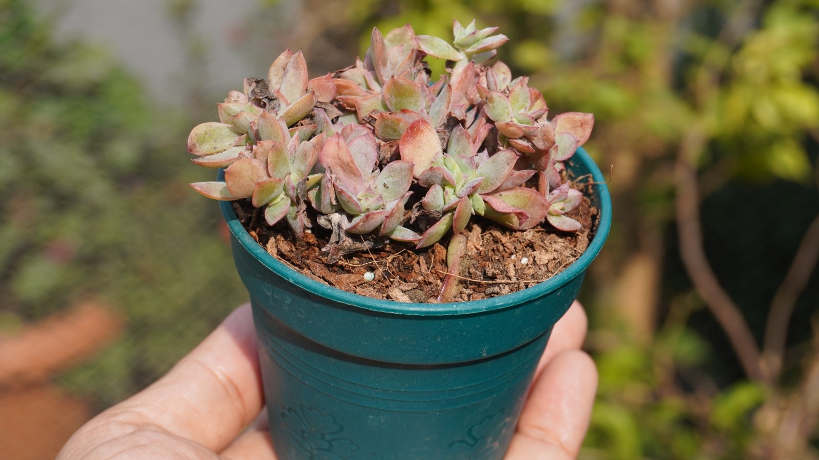 Close up of a hand holding a small blue container with a small succulent in it. The plant has thick, plump, light green and pink leaves with some dried up leaves around the edges.