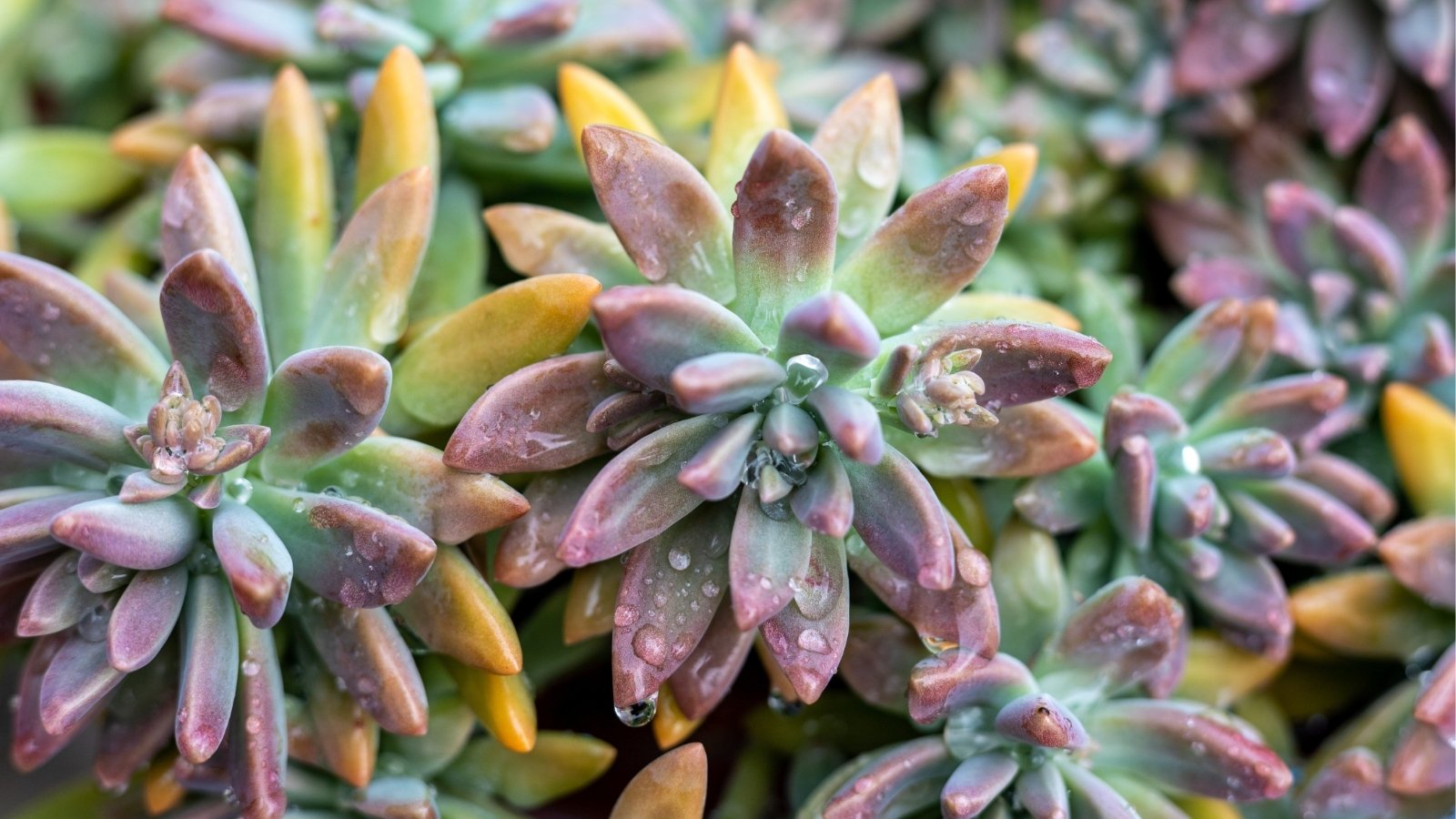 Close up of a vibrant plant in yellow, pink, and green hues, each showcasing a rosette shape adorned with tiny droplets of water on their leaves.