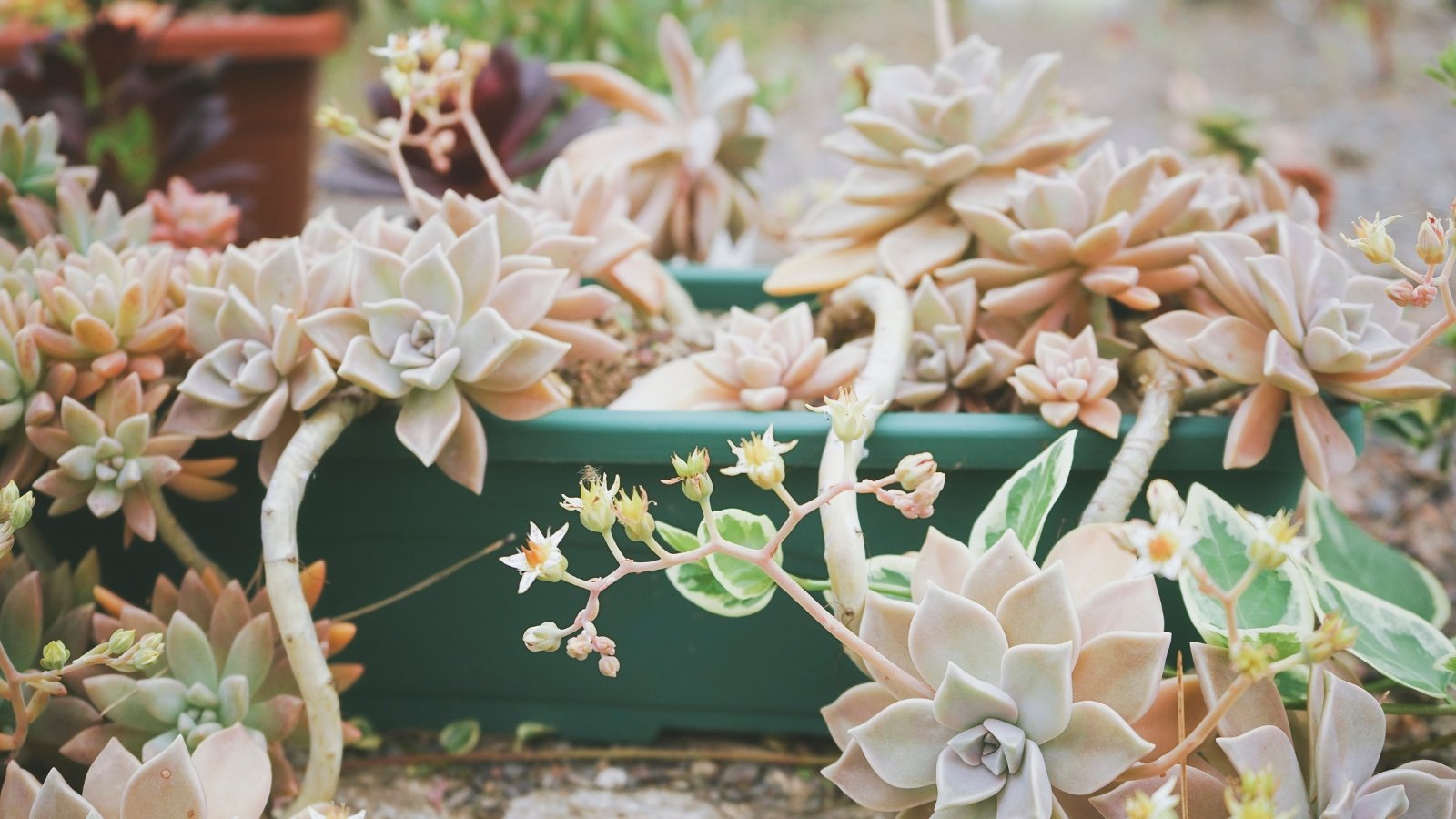 Green planter, with a light greenish-pink plant growing over the sides of the planter. The plant has large rosette shaped leaves that are plump and pointed.