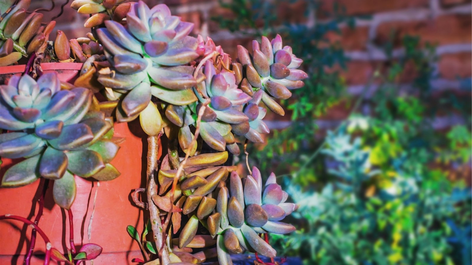 An orange planter with several long stems spilling over the sides with clusters of bronze colored, plump leaves in a rosette formation.