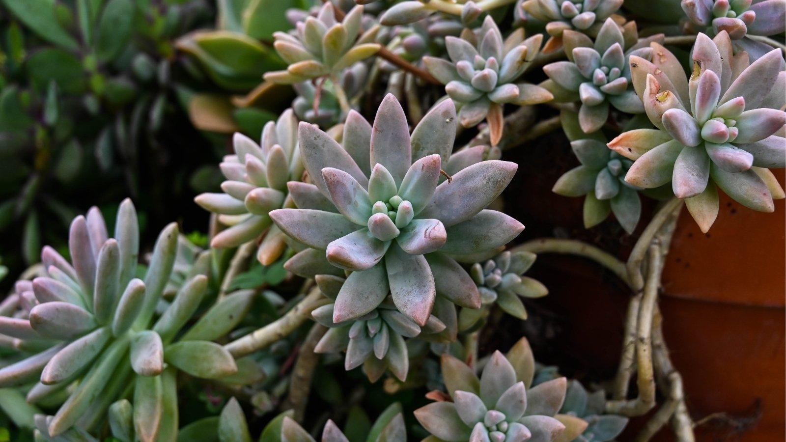 Orange planter, with a light greenish-purple plant growing over the sides of the planter. The plant has large rosette shaped leaves that are plump and pointed.