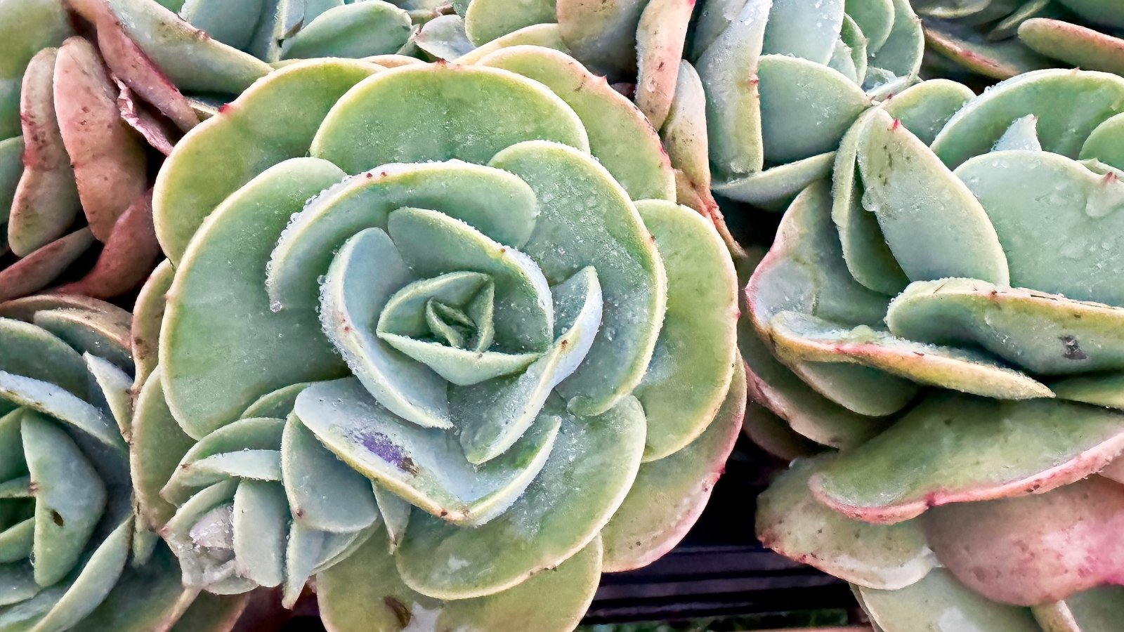 Close up of a light green and pink plant with large rosettes made up of large, thick, plump leaves. Plant is covered in a wet frosty layer.