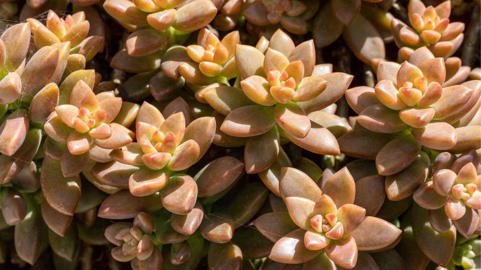 Close up of a bright yellow, and light orange plant that has clusters of rosette like leaves with bright sunlight on them.