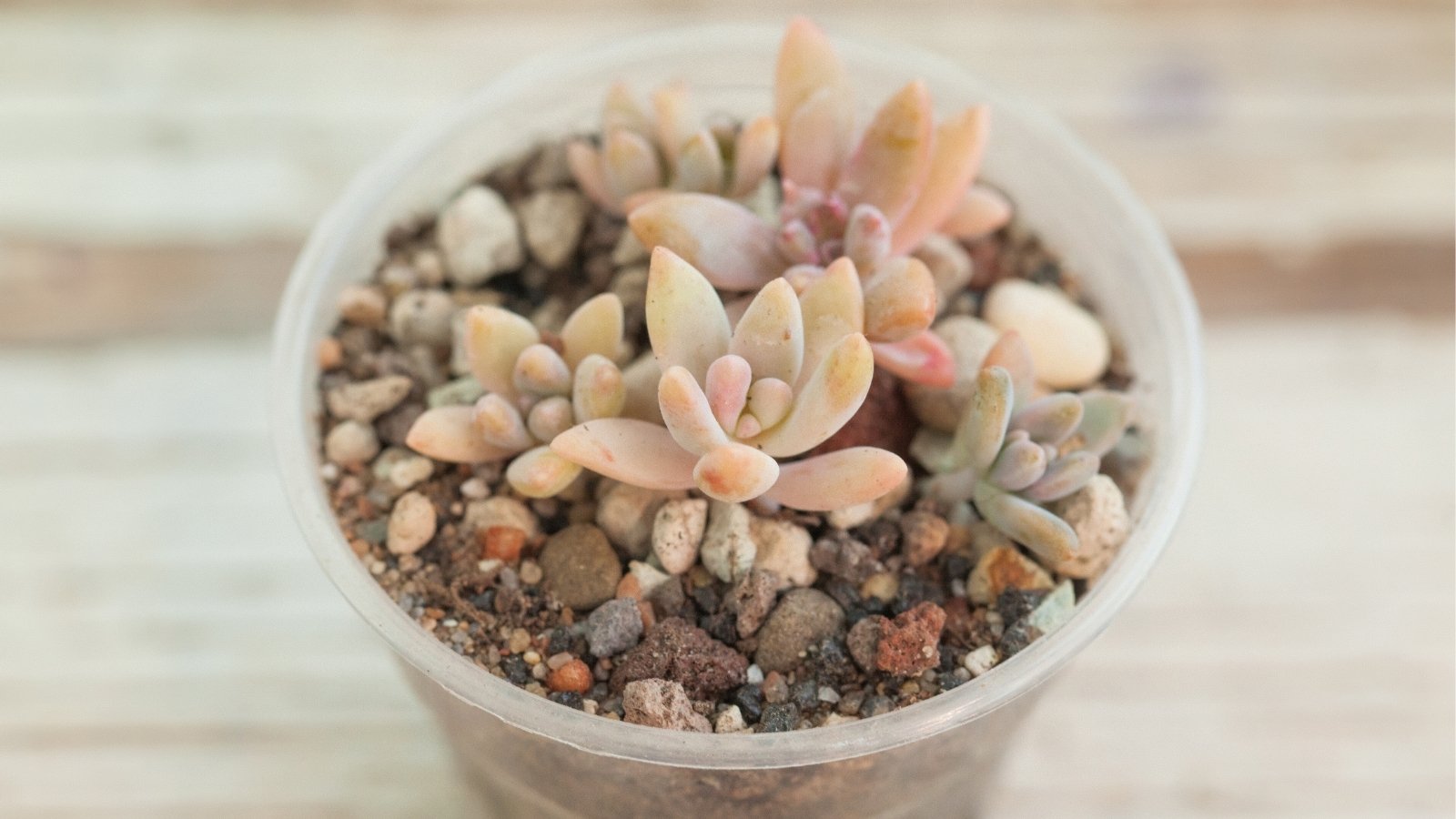 Close up of a small, clear, plastic planter filled with rocky soil and a tiny plant with thick, plump, light peach-colored leaves.