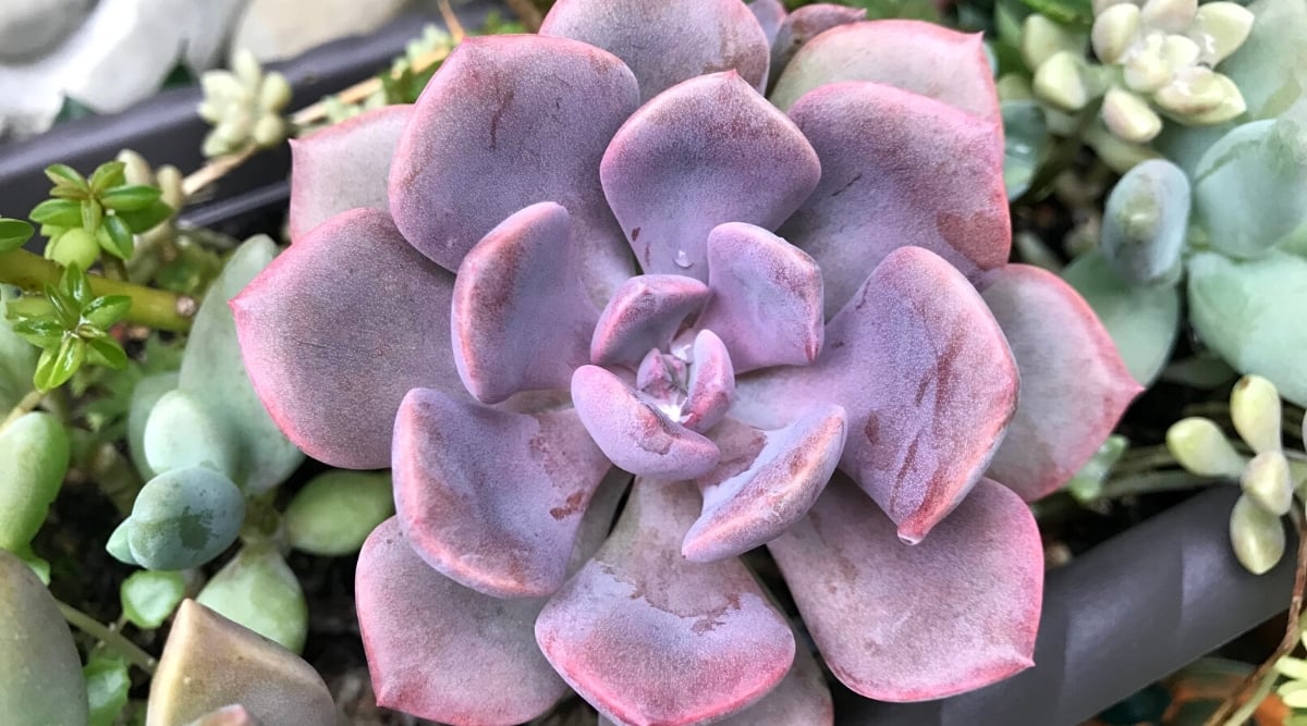 Close-up of Graptoveria 'Debbie' succulent in an oblong gray pot with other types of succulents. Large rounded rosette with pinkish-purple leaves with a grayish effect.